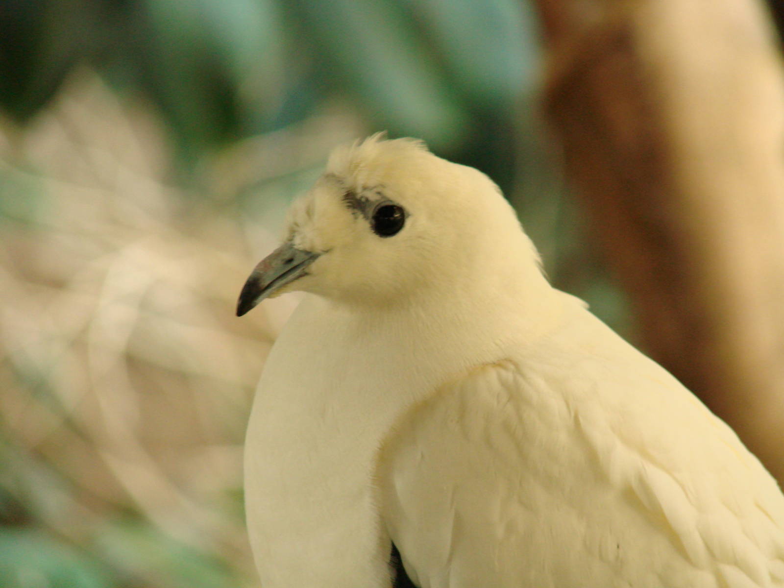 Bird Kingdom Visit - August 16th, 2009
