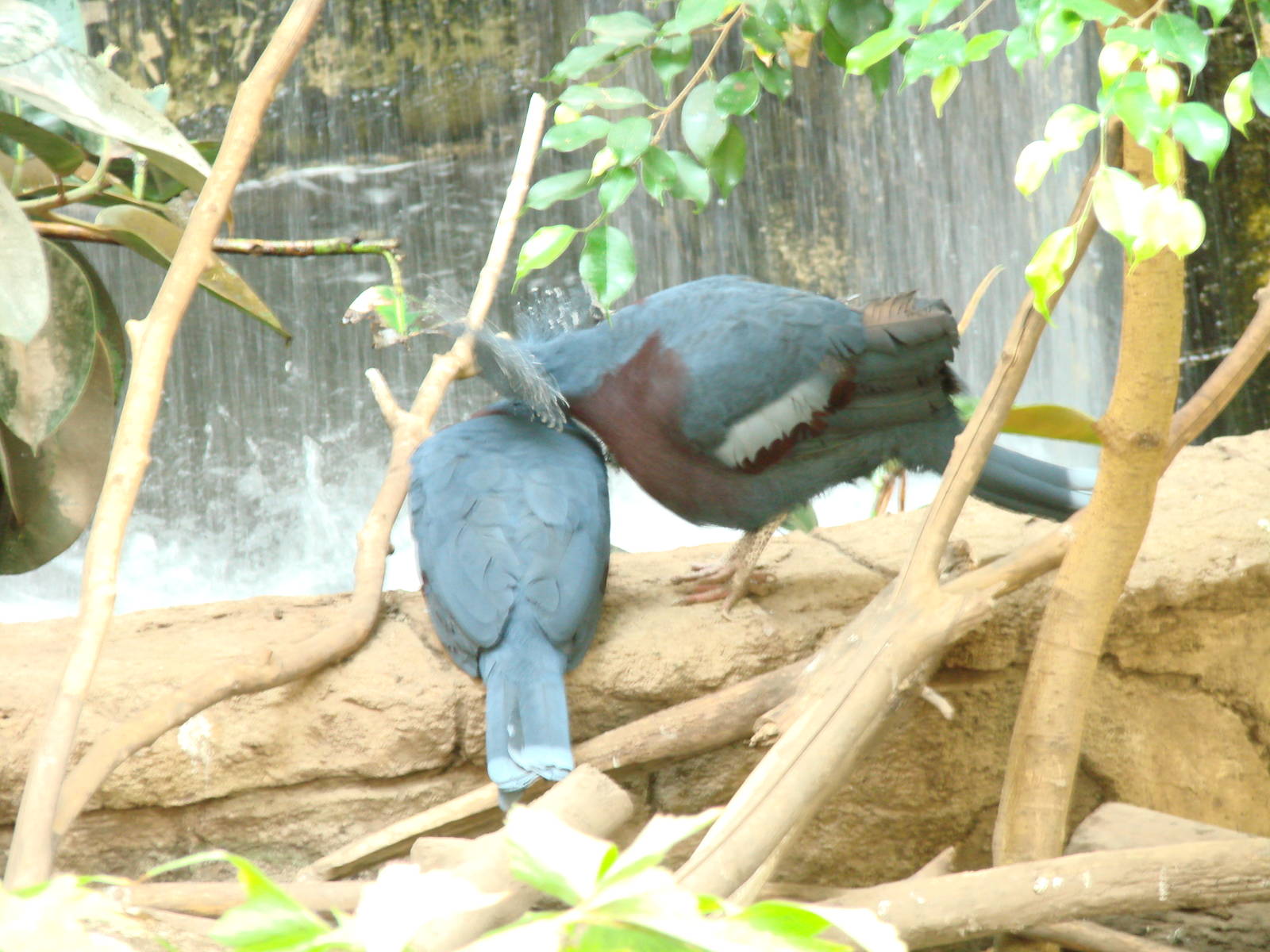 Bird Kingdom Visit - August 16th, 2009