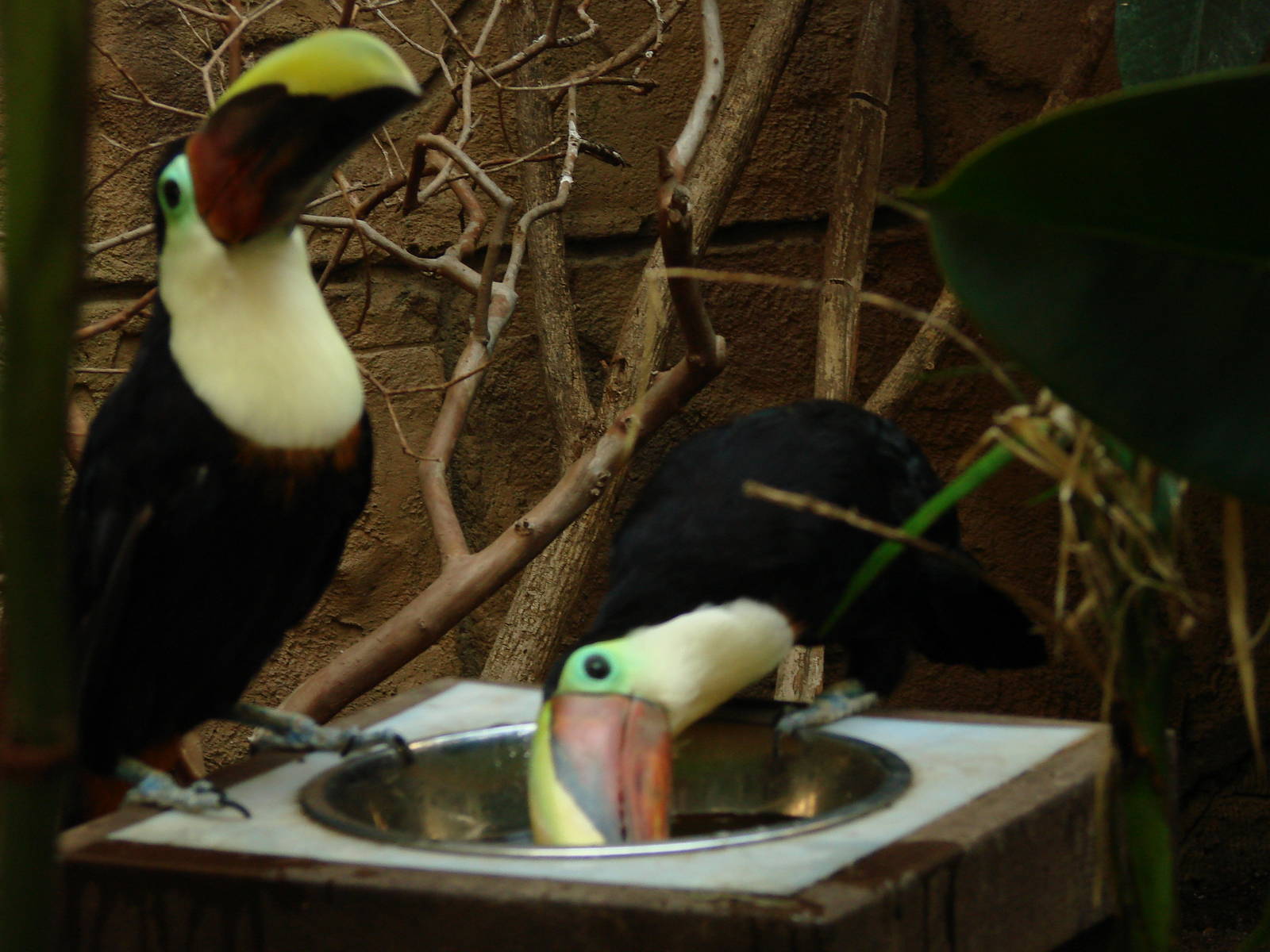 Bird Kingdom Visit - August 16th, 2009