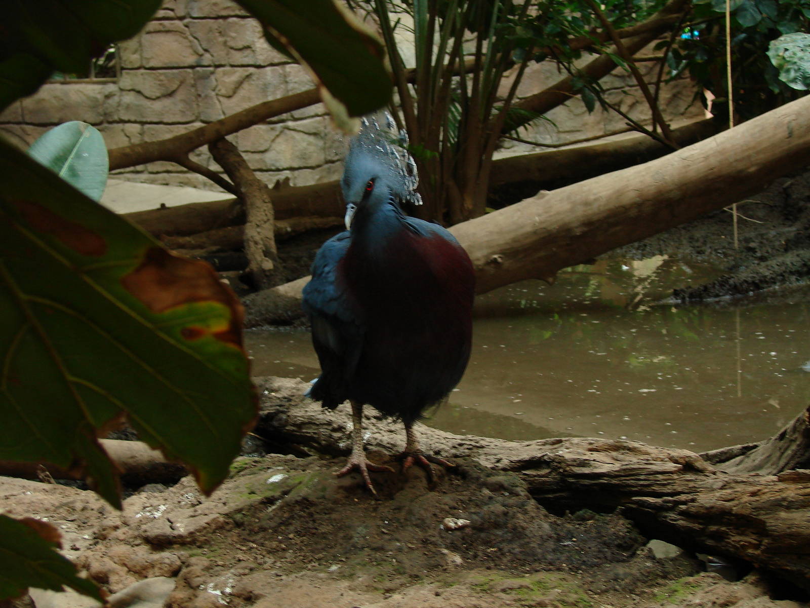 Bird Kingdom Visit - August 16th, 2009