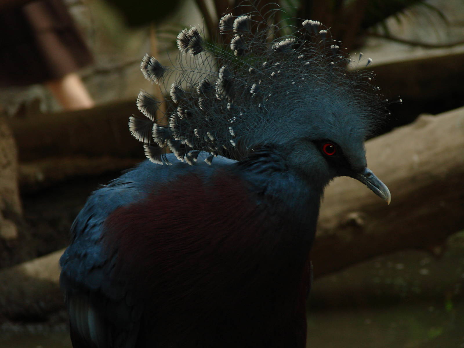 Bird Kingdom Visit - August 16th, 2009