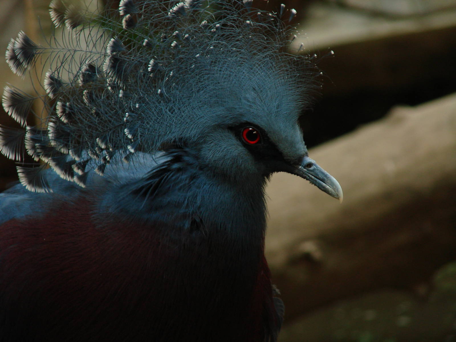 Bird Kingdom Visit - August 16th, 2009