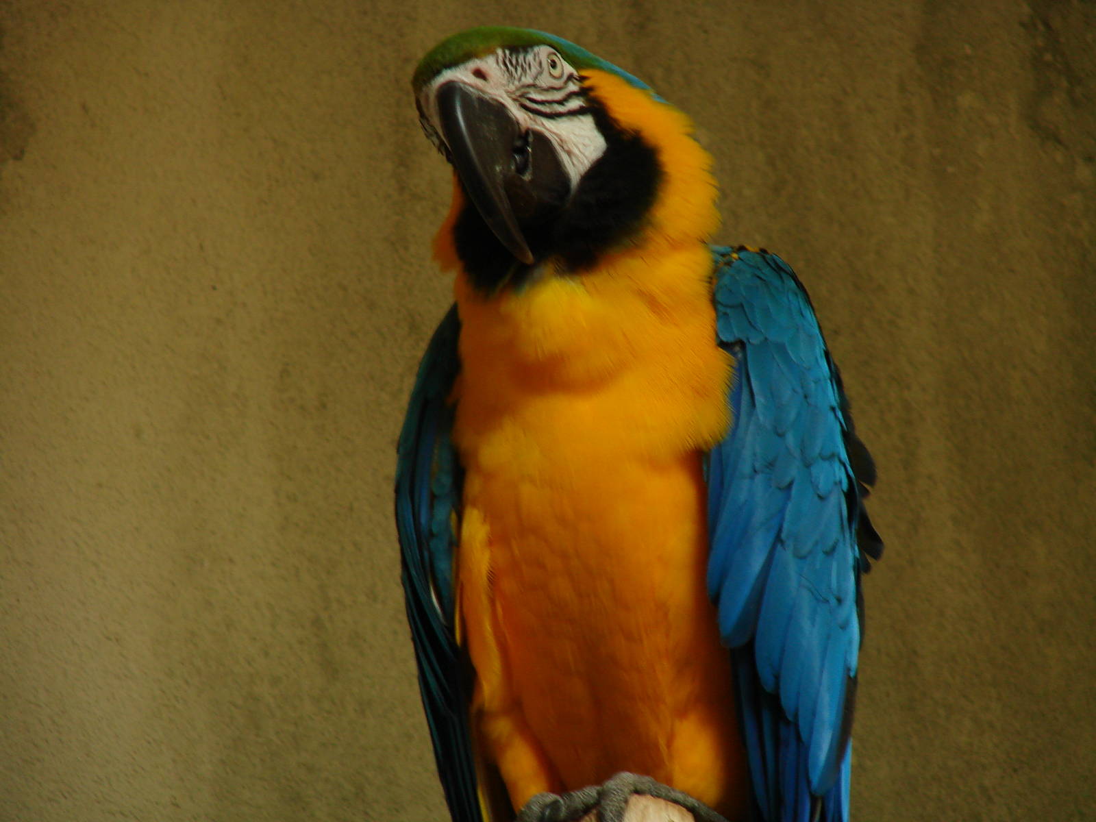 Bird Kingdom Visit - August 16th, 2009