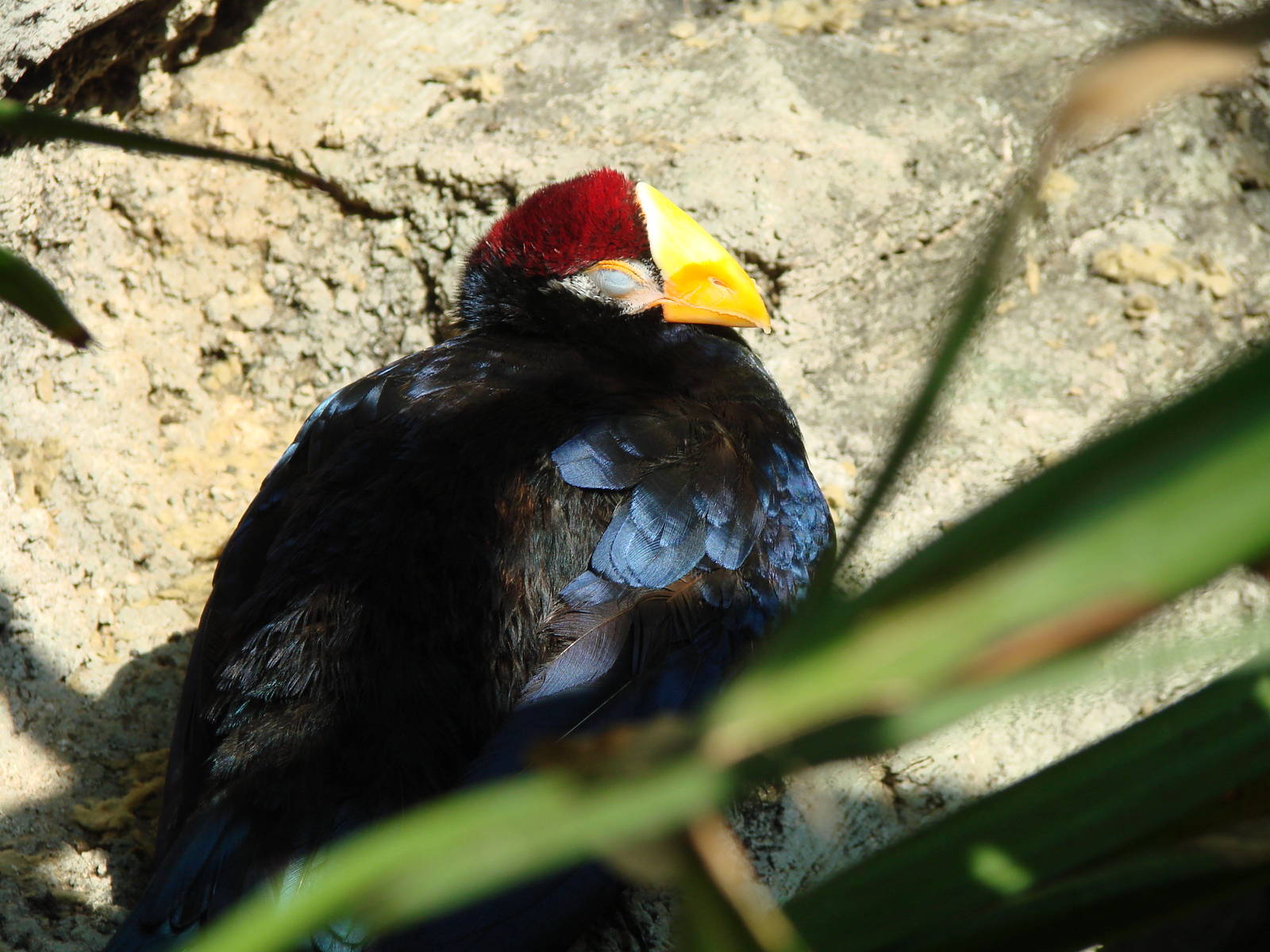 Bird Kingdom Visit - August 16th, 2009