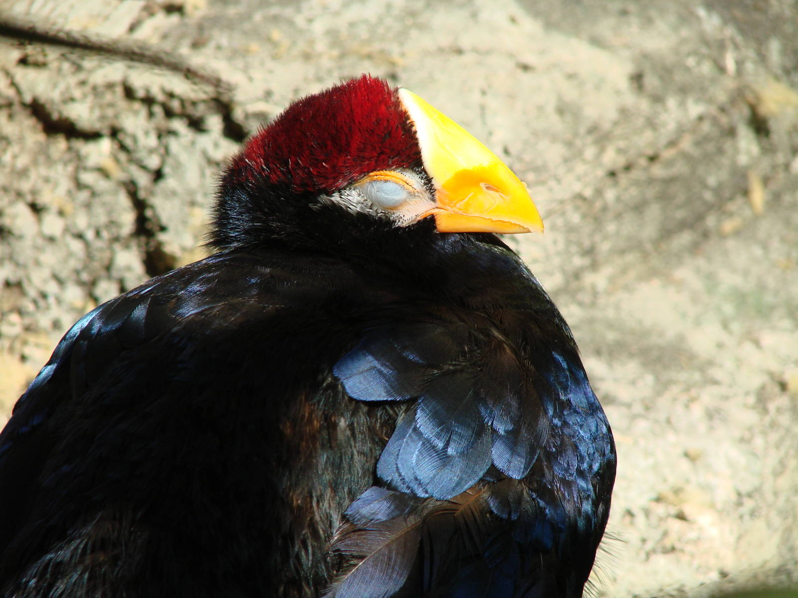 Bird Kingdom Visit - August 16th, 2009