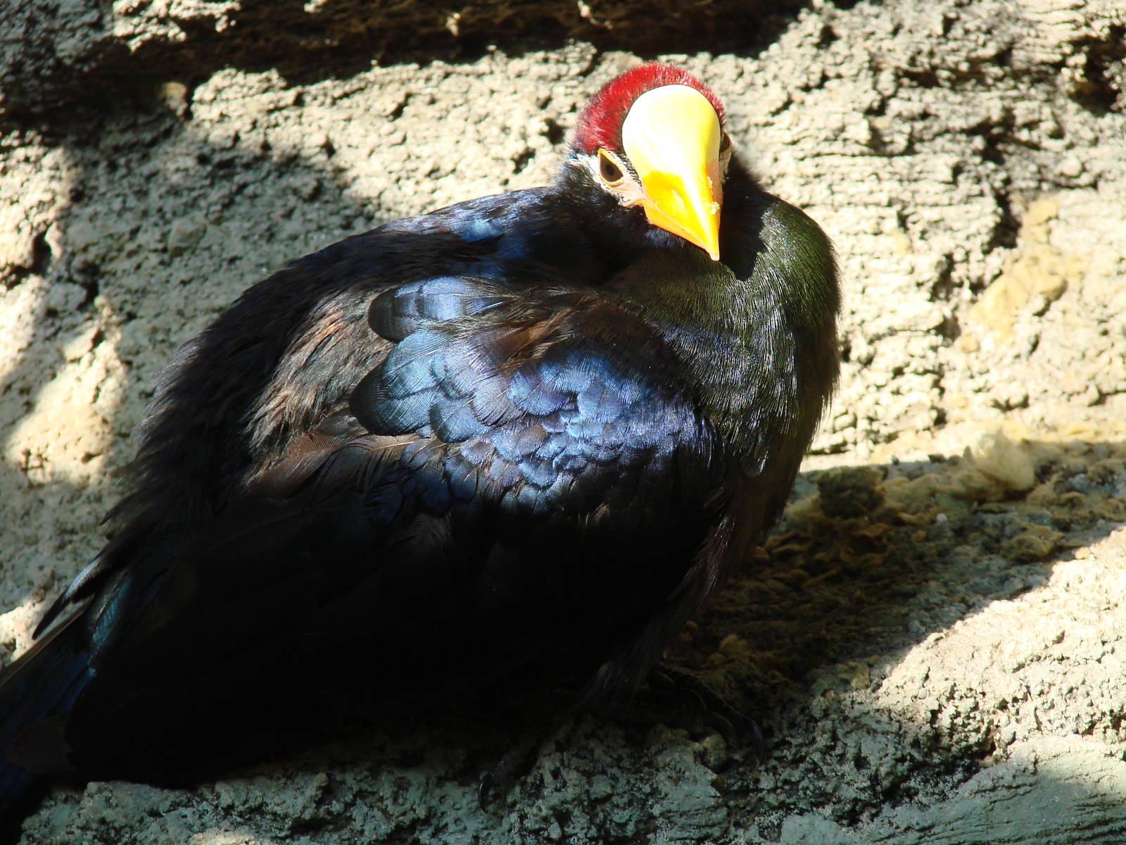 Bird Kingdom Visit - August 16th, 2009