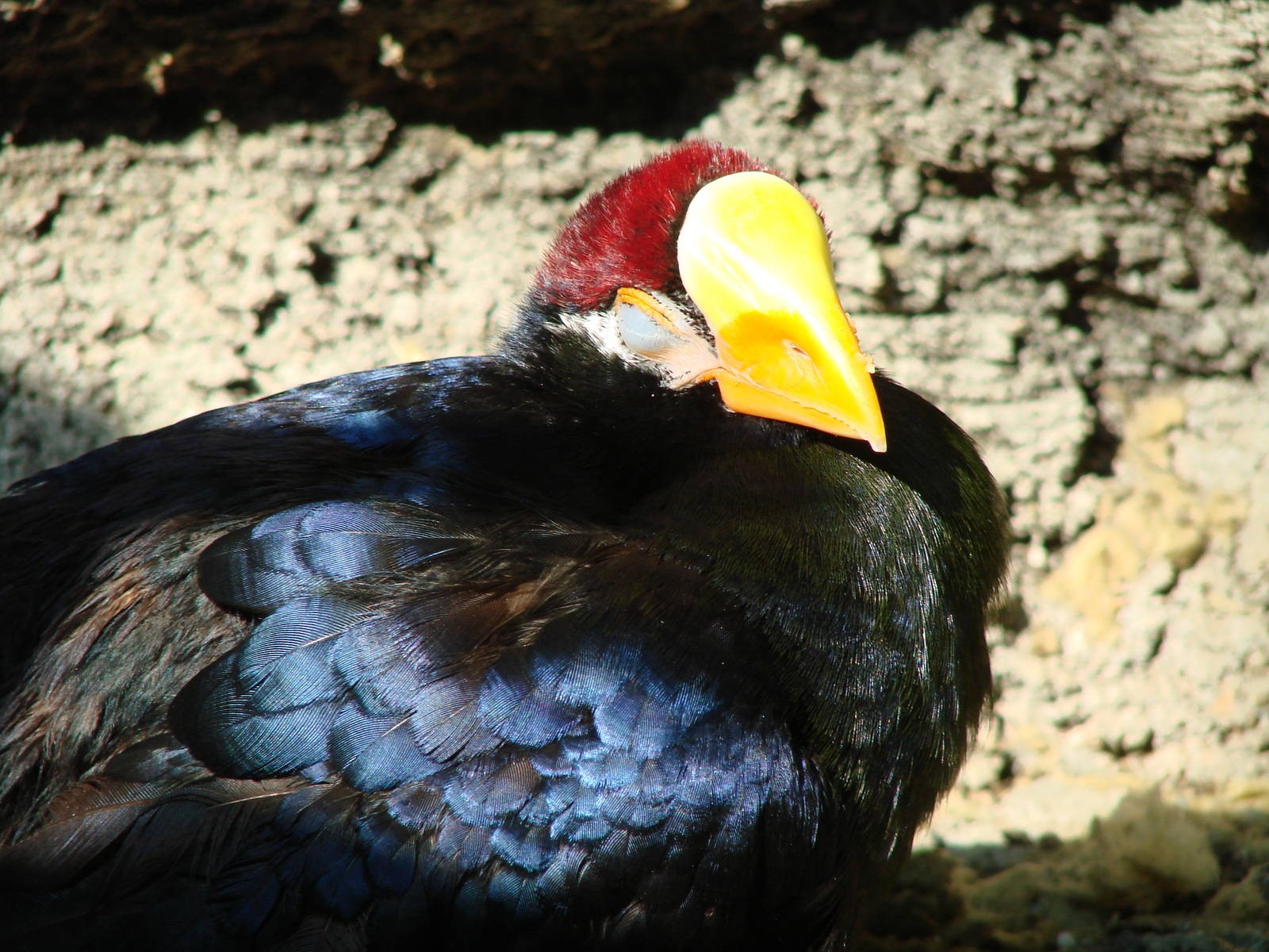 Bird Kingdom Visit - August 16th, 2009