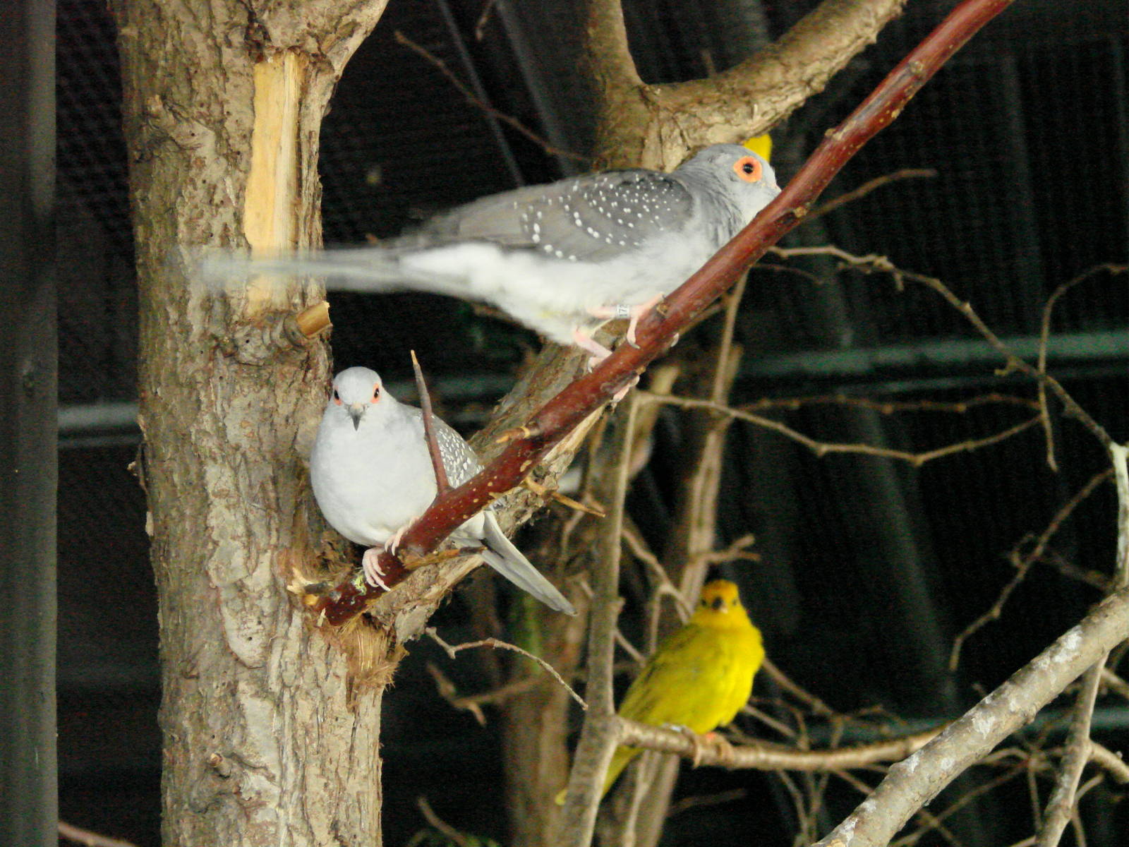 Bird Kingdom Visit - August 16th, 2009