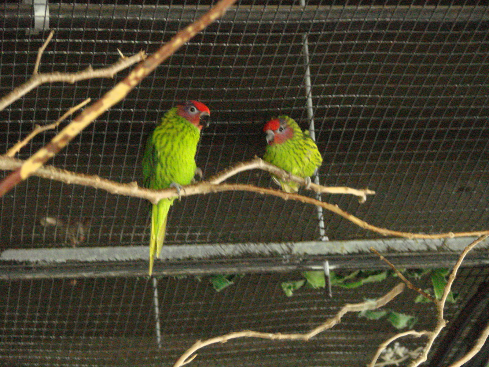 Bird Kingdom Visit - August 16th, 2009