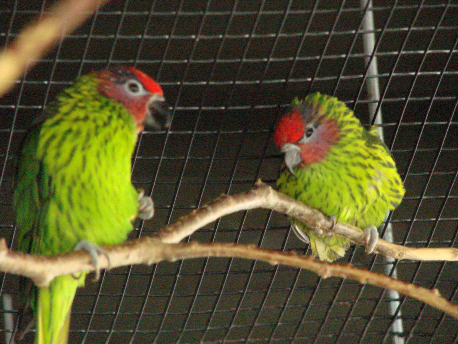 Bird Kingdom Visit - August 16th, 2009