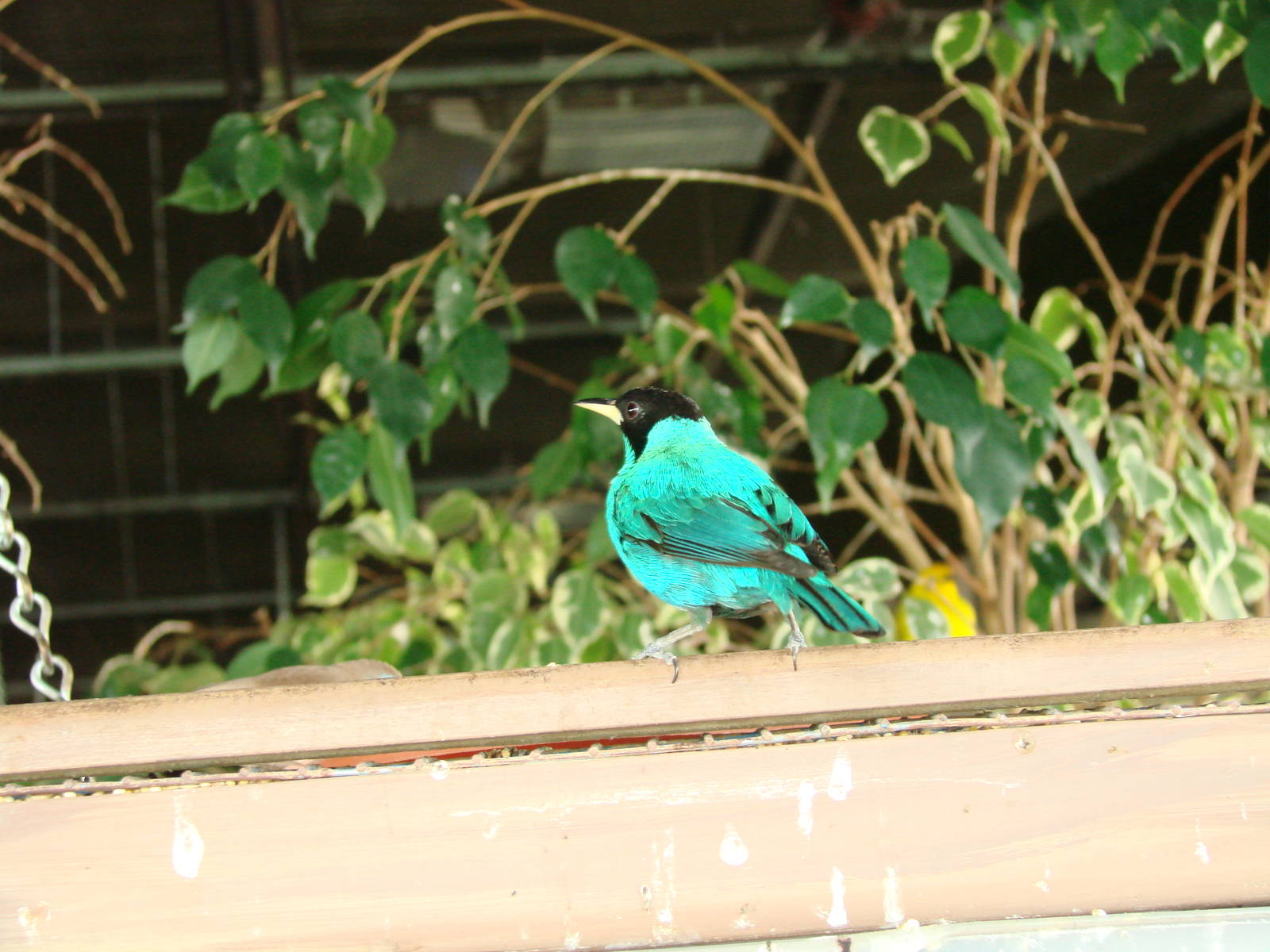 Bird Kingdom Visit - August 16th, 2009