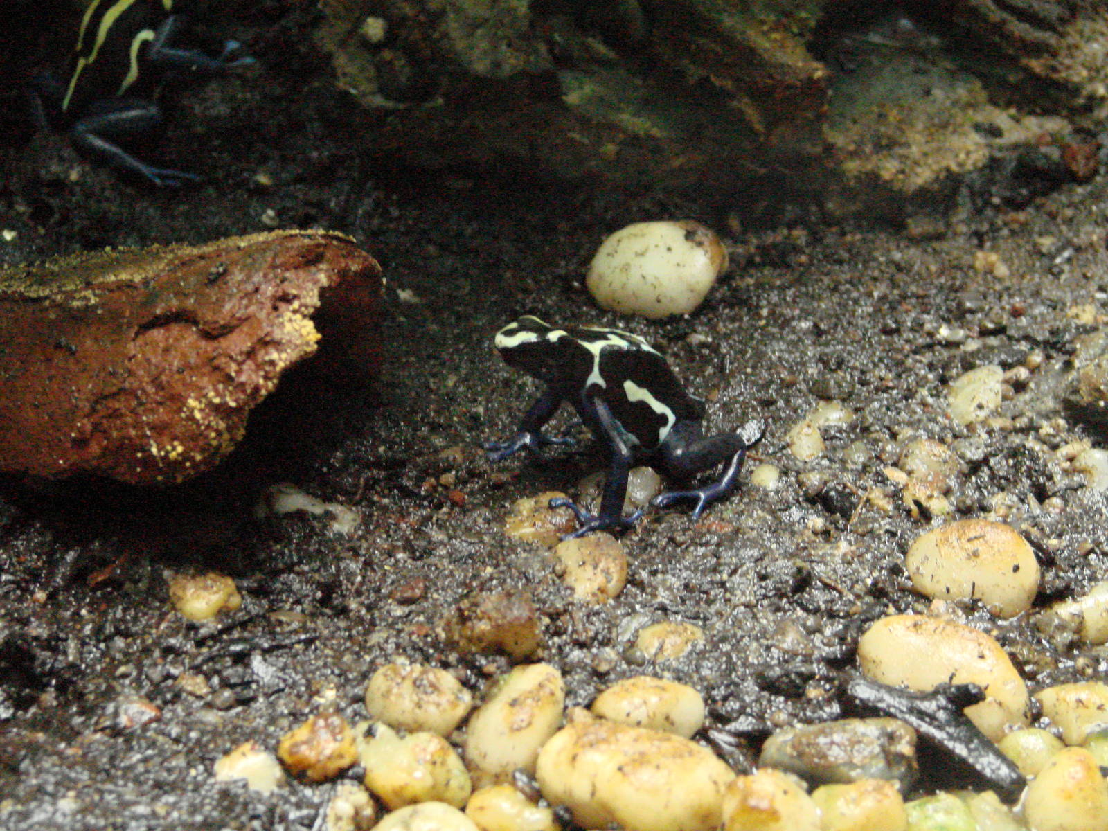 Bird Kingdom Visit - August 16th, 2009