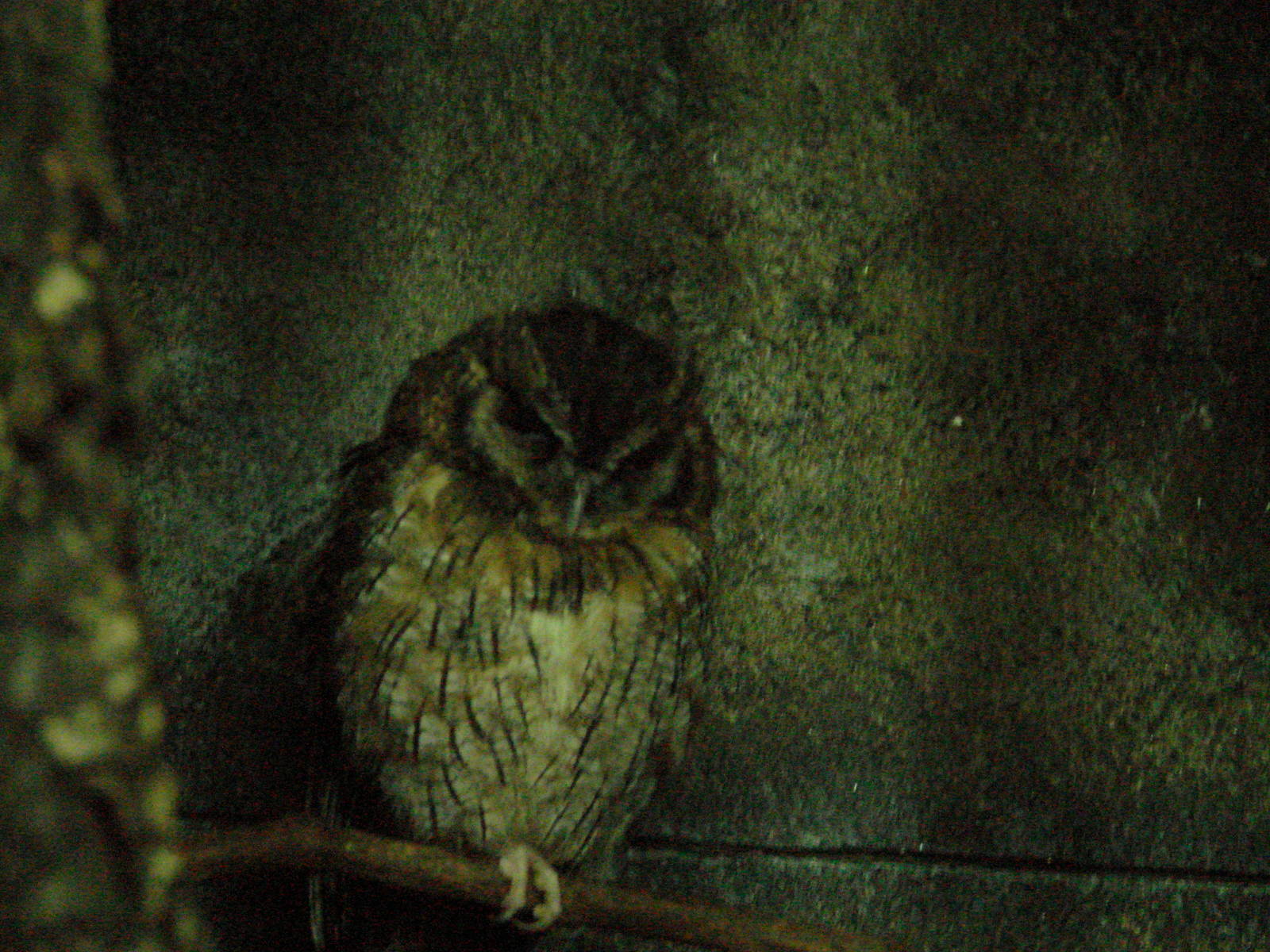 Bird Kingdom Visit - August 16th, 2009