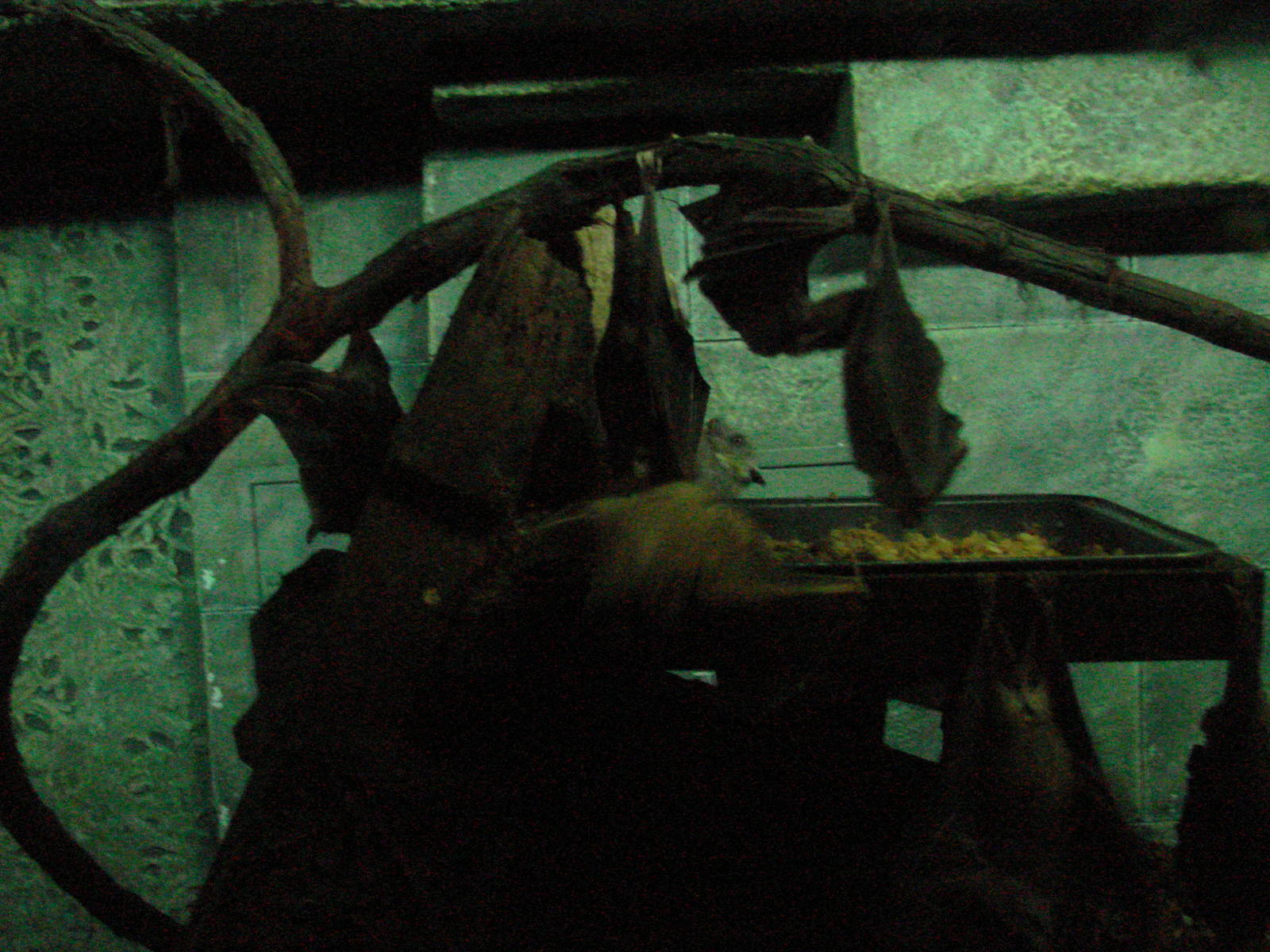 Bird Kingdom Visit - August 16th, 2009