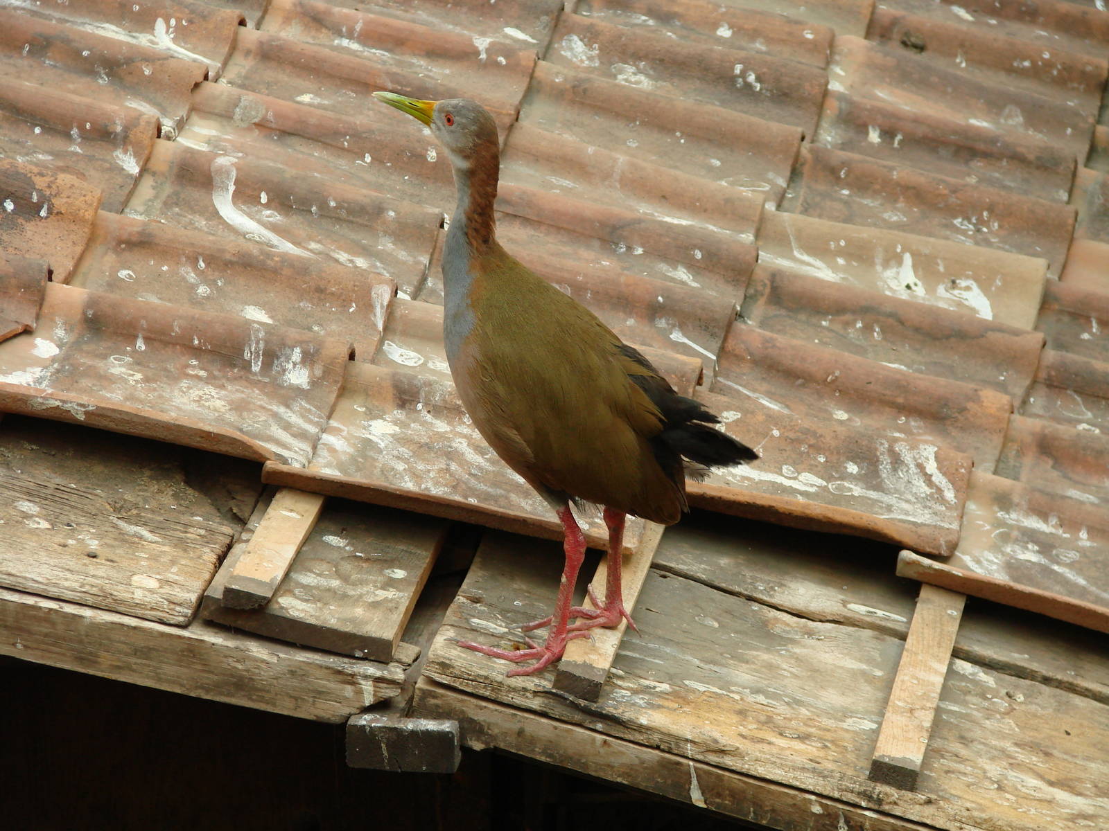 Bird Kingdom Visit - August 16th, 2009