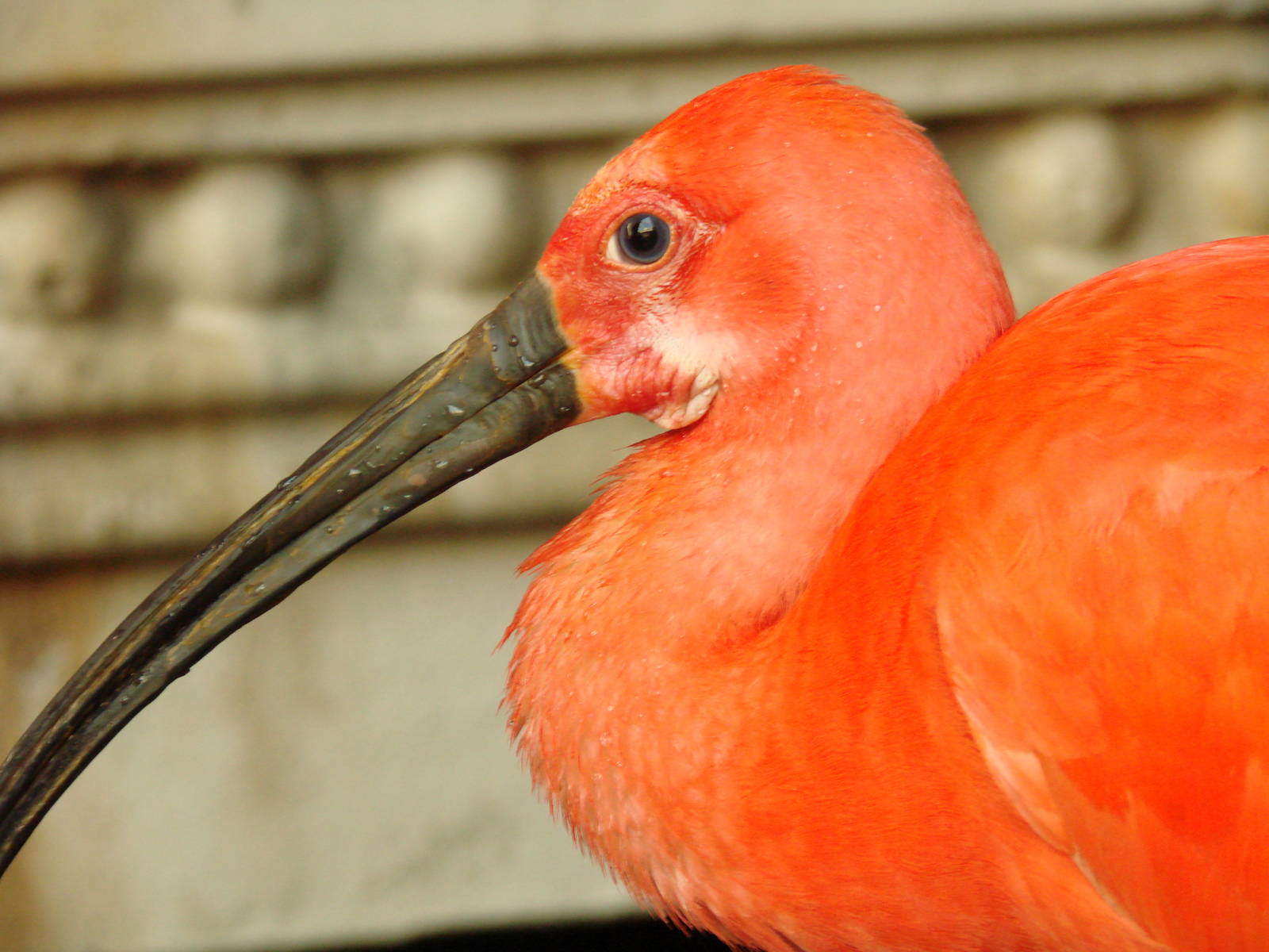 Bird Kingdom Visit - August 16th, 2009