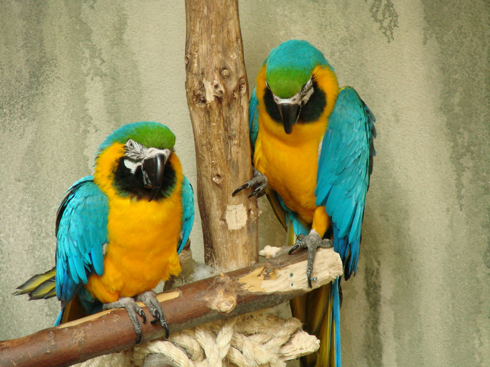 Bird Kingdom Visit - August 16th, 2009