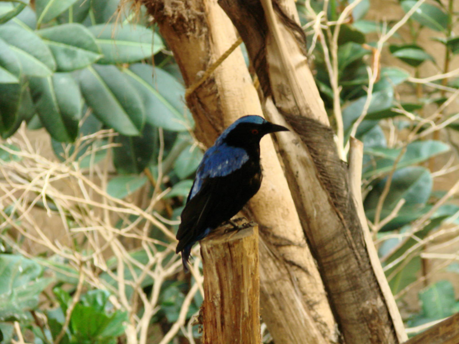 Bird Kingdom Visit - August 16th, 2009