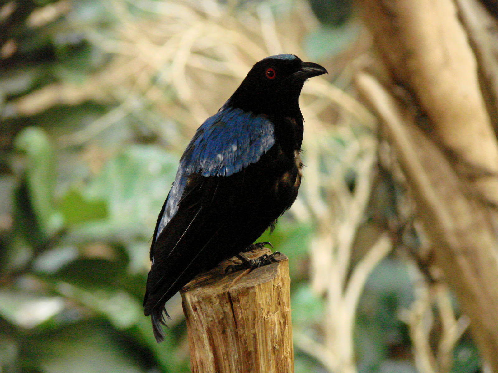 Bird Kingdom Visit - August 16th, 2009