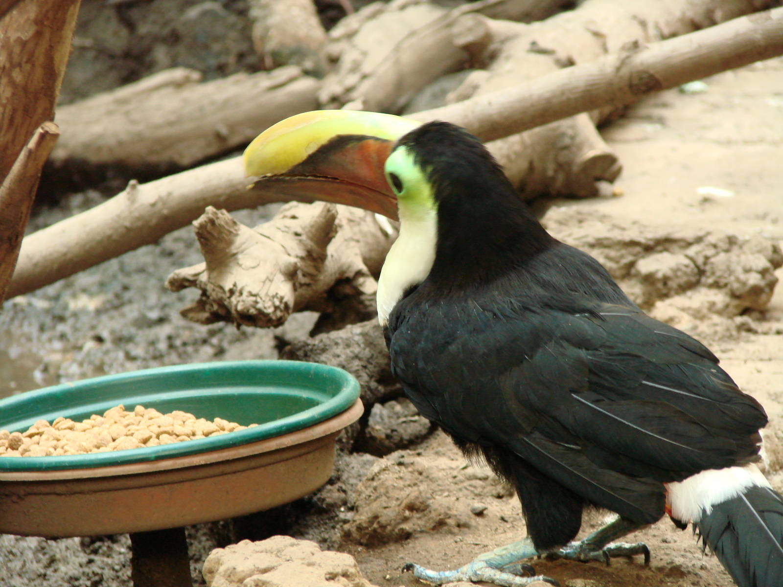 Bird Kingdom Visit - August 16th, 2009