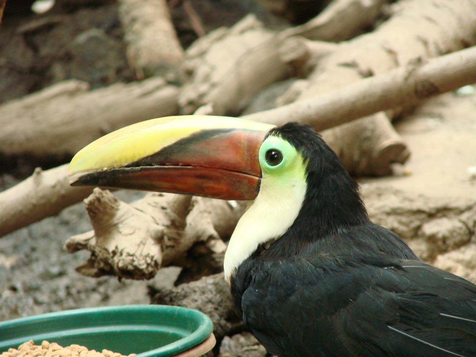 Bird Kingdom Visit - August 16th, 2009