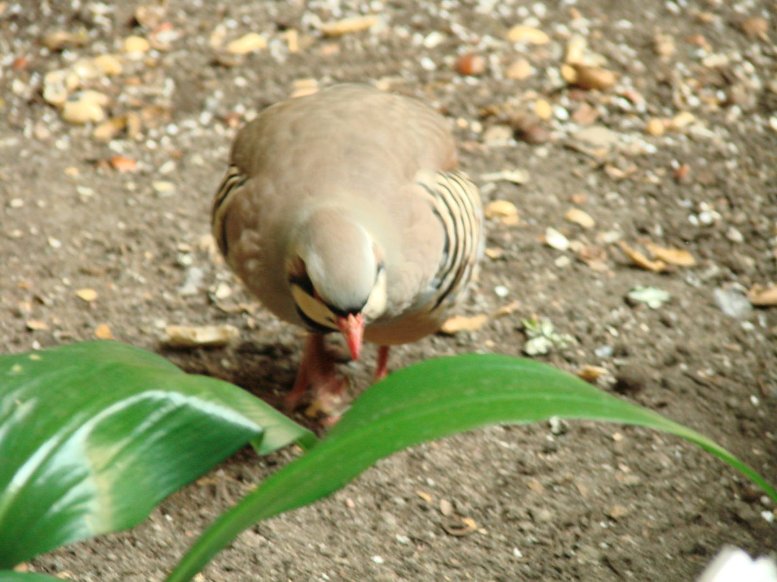 Bird Kingdom Visit - August 16th, 2009