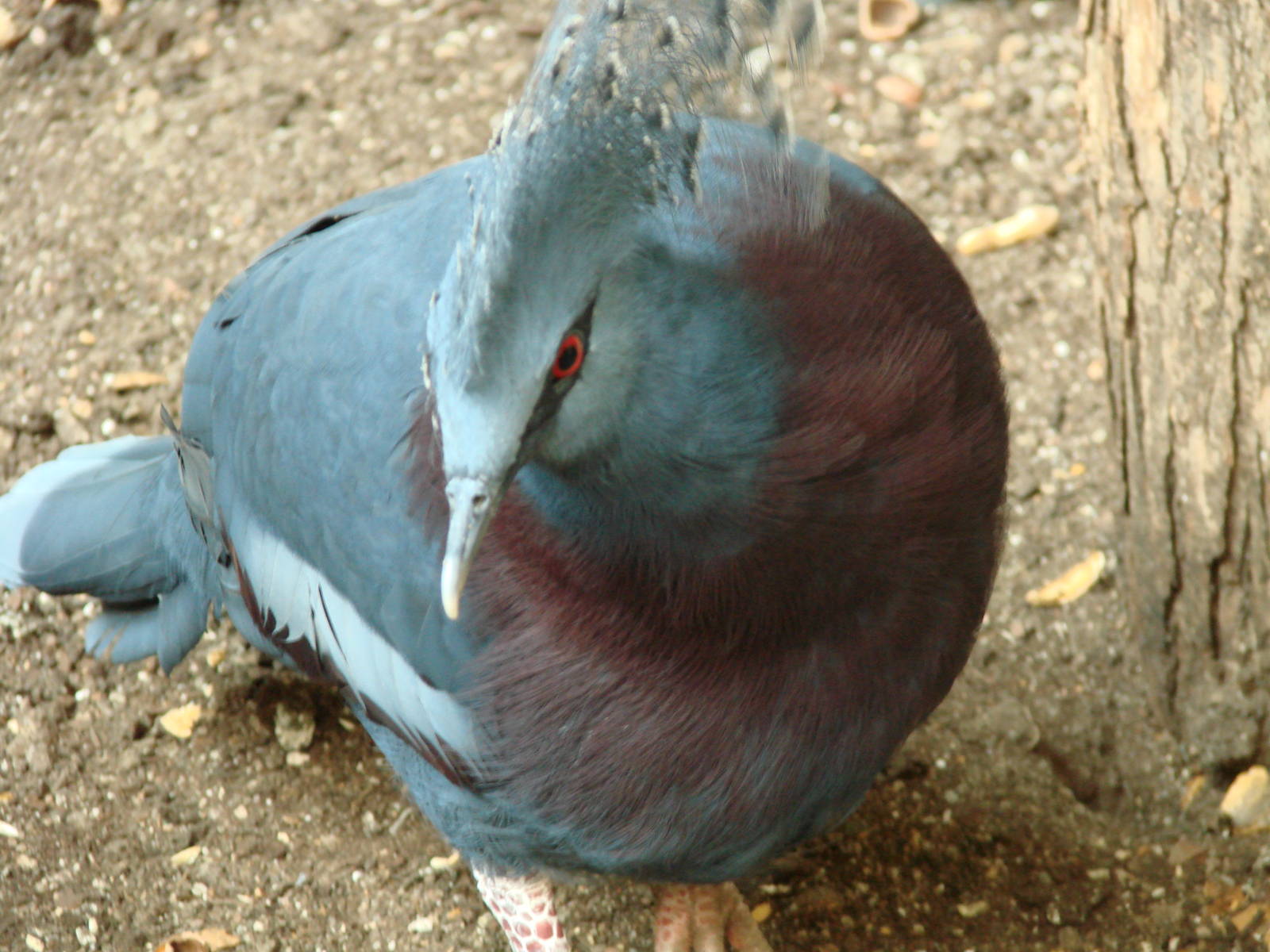 Bird Kingdom Visit - August 16th, 2009