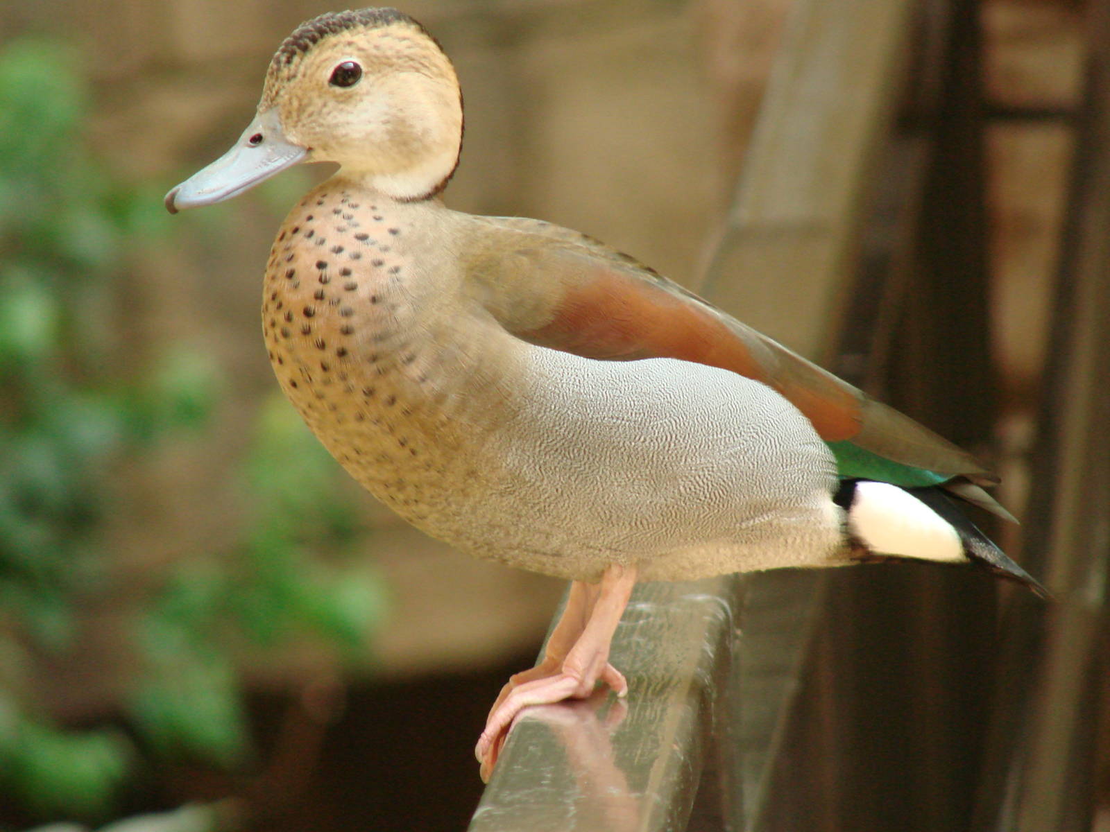 Bird Kingdom Visit - August 16th, 2009