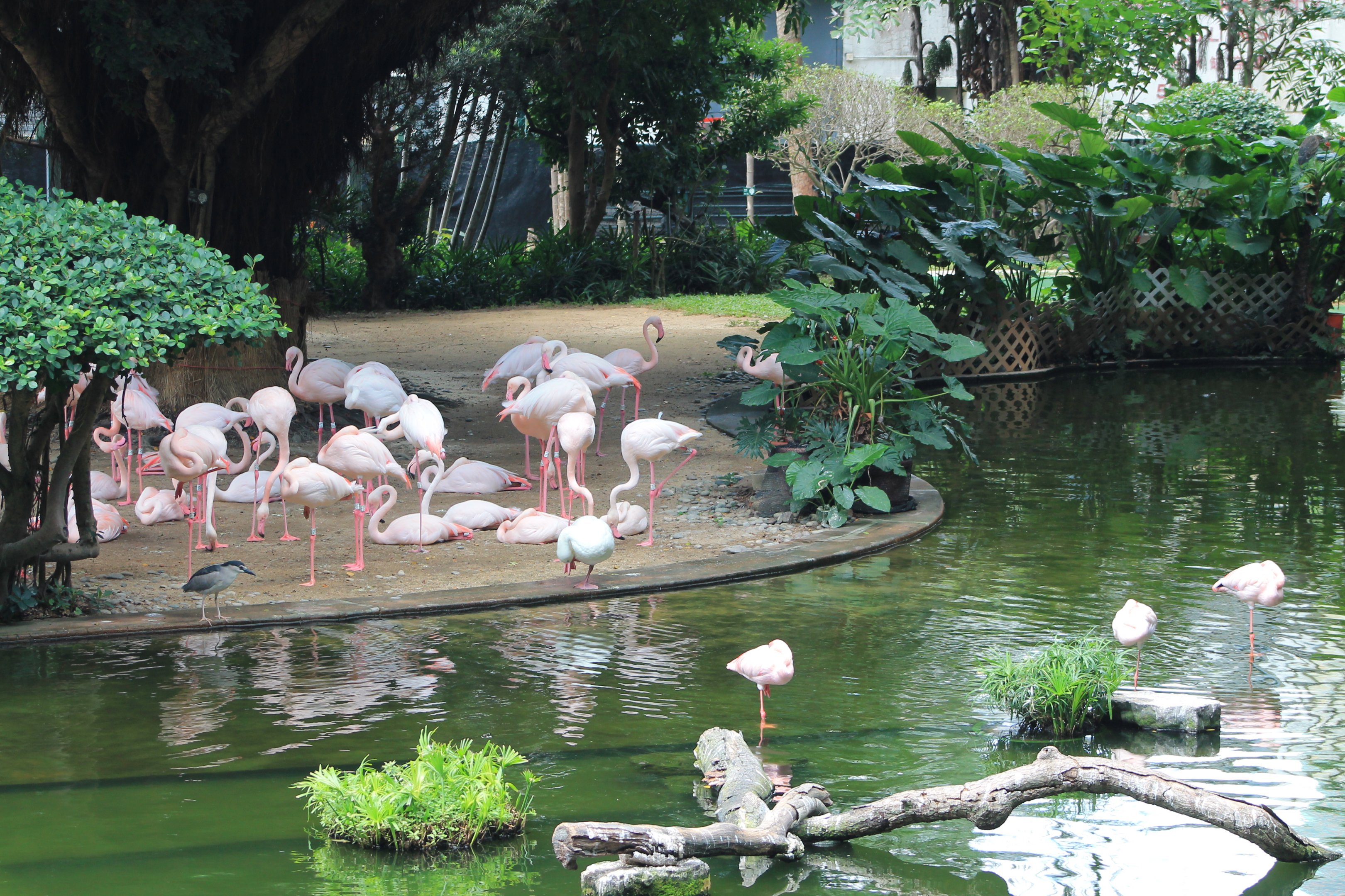 Bird Lake, Kowloon Park
