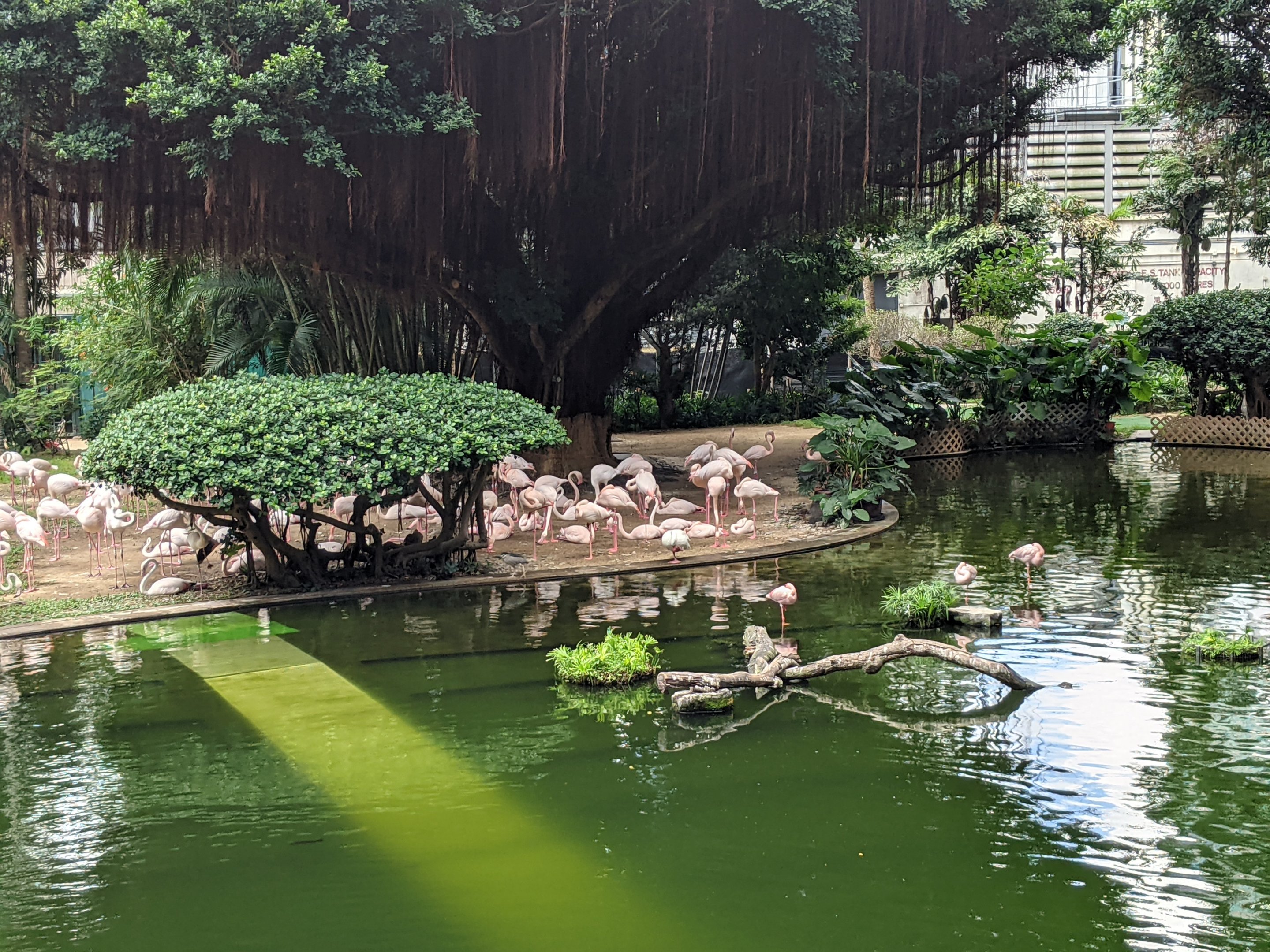 Bird Lake, Kowloon Park