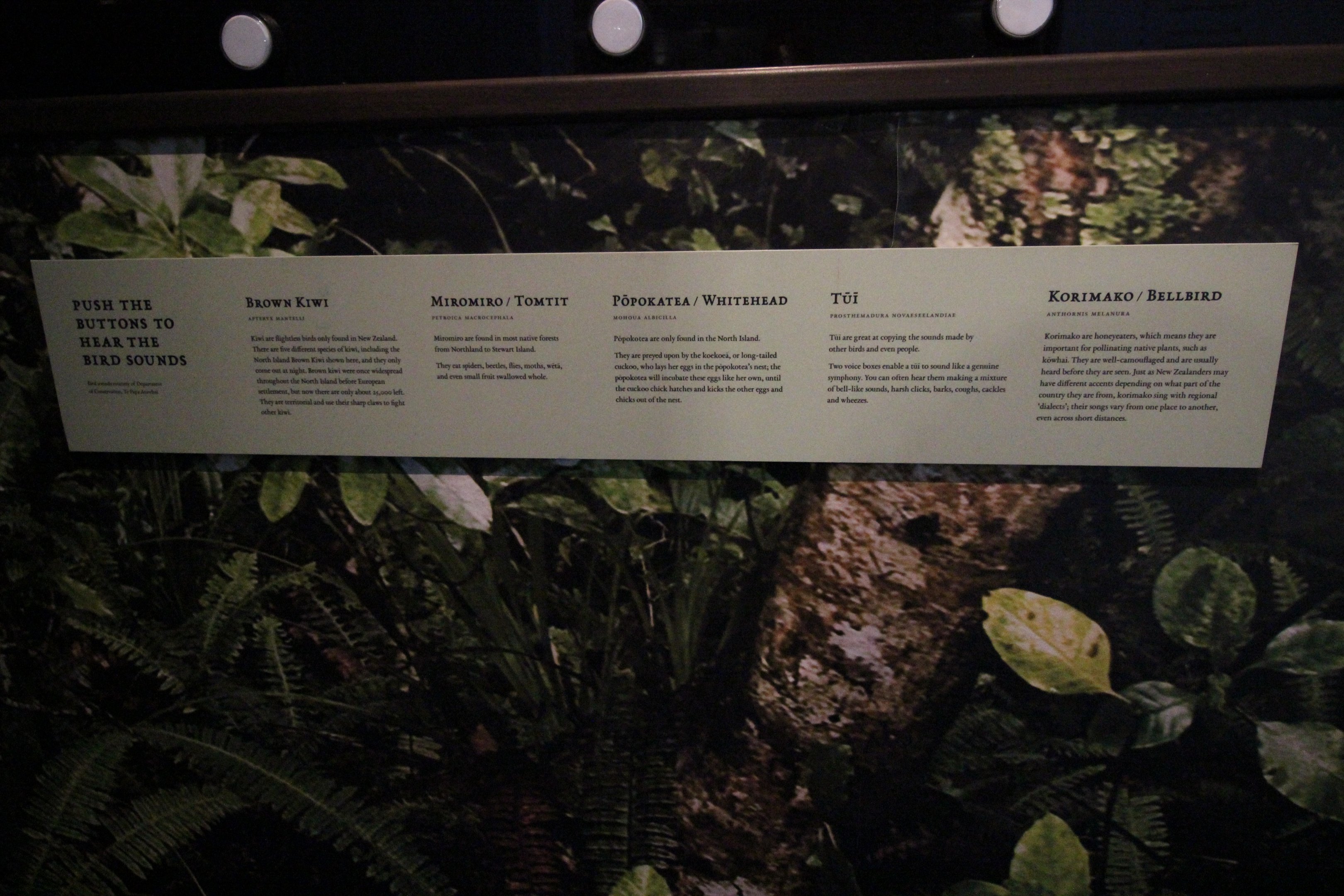 "Bird Land" (taxidermy birds) signage, Petone Settlers Museum
