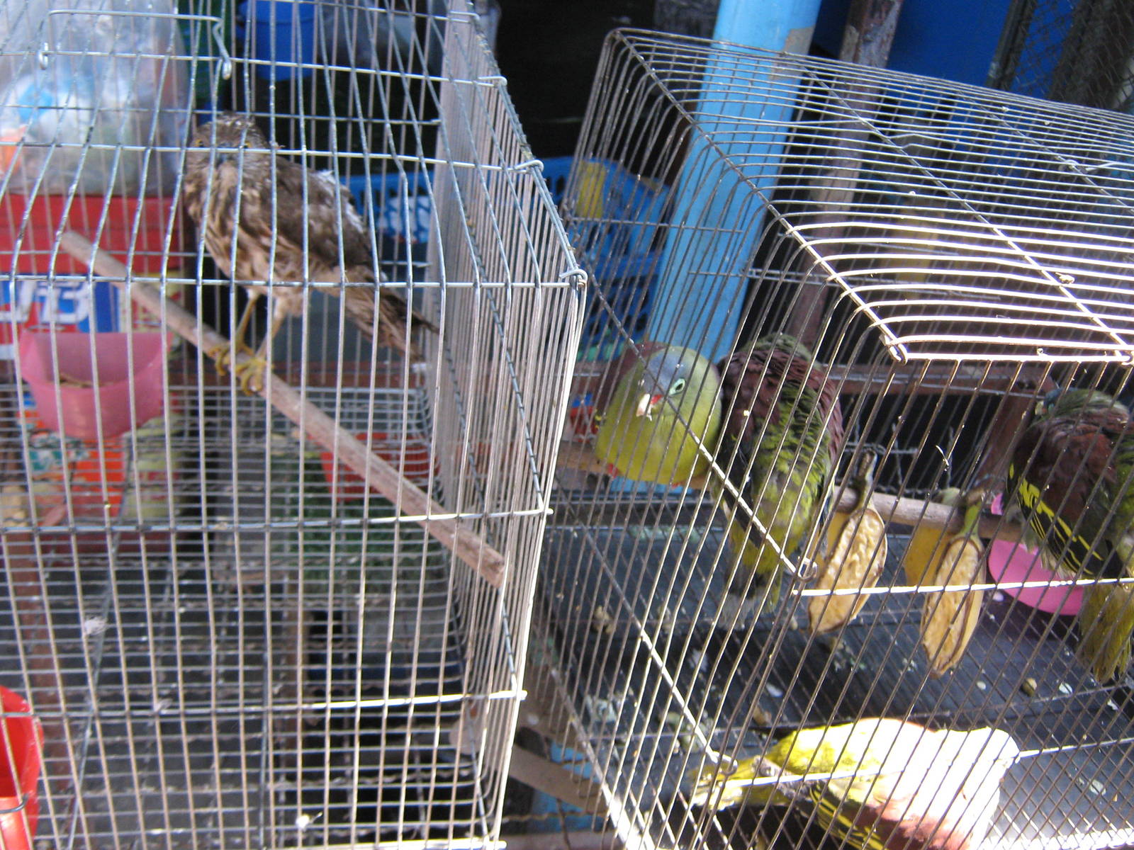 bird market -- Chatuchak Weekend Market, Jan 2014