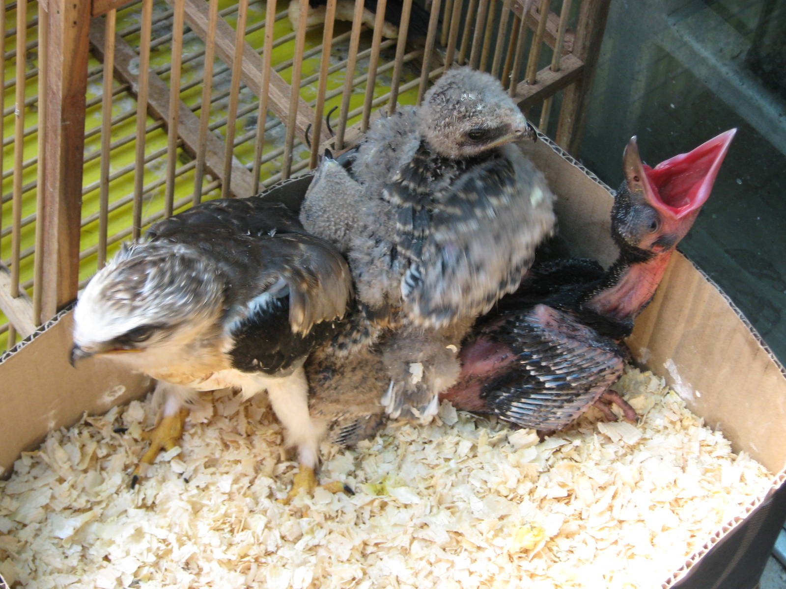 bird market -- Chatuchak Weekend Market, Jan 2014