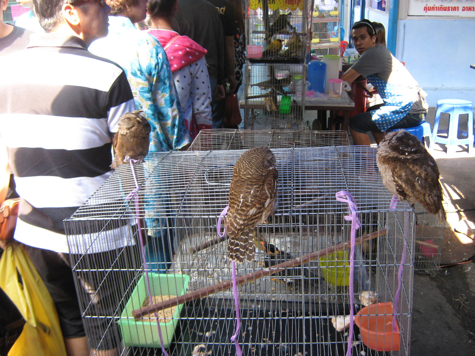 bird market -- Chatuchak Weekend Market, Jan 2014