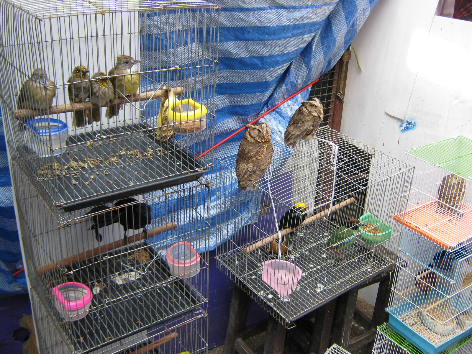 bird market -- Chatuchak Weekend Market, Jan 2014