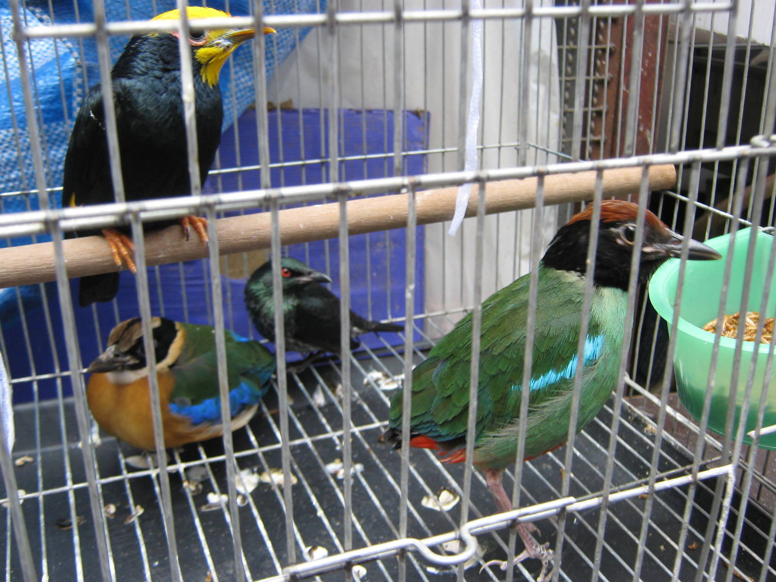 bird market -- Chatuchak Weekend Market, Jan 2014