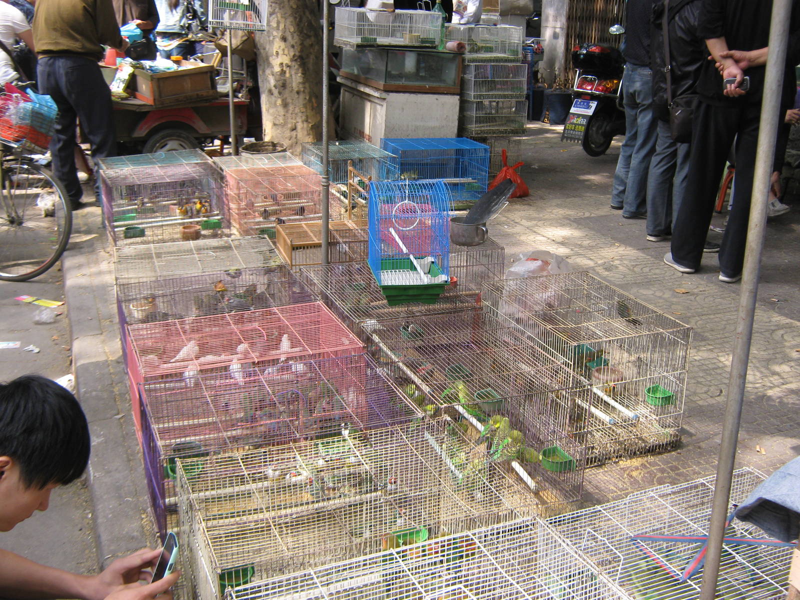 Bird Market, Xian