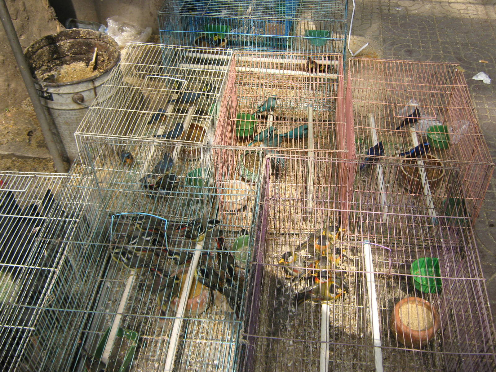 Bird Market, Xian