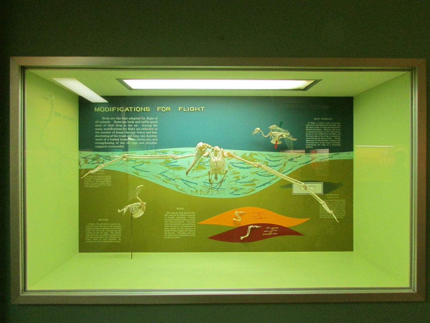 Bird Modifications For Flight