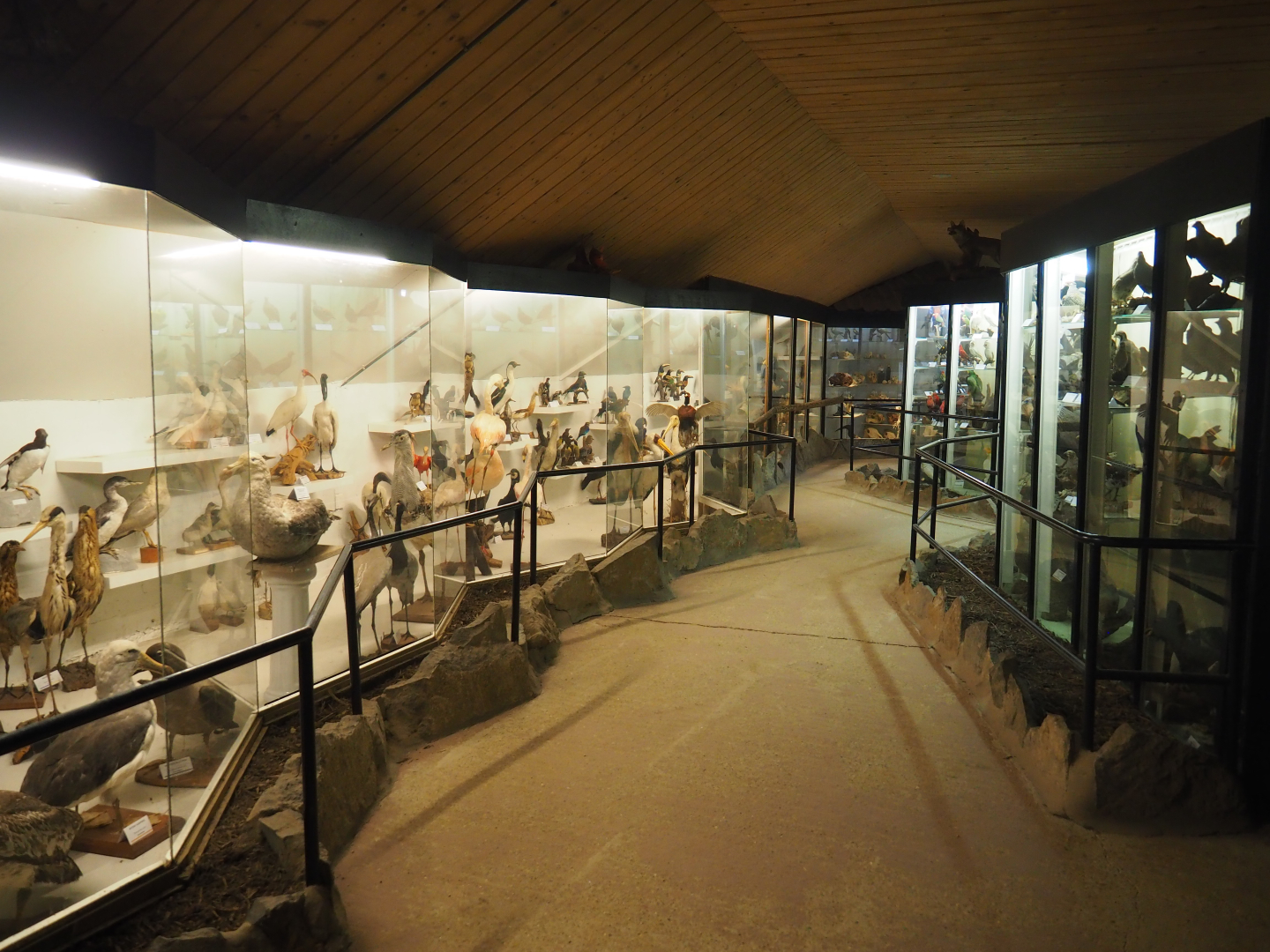 Bird Museum, 2019-06-01