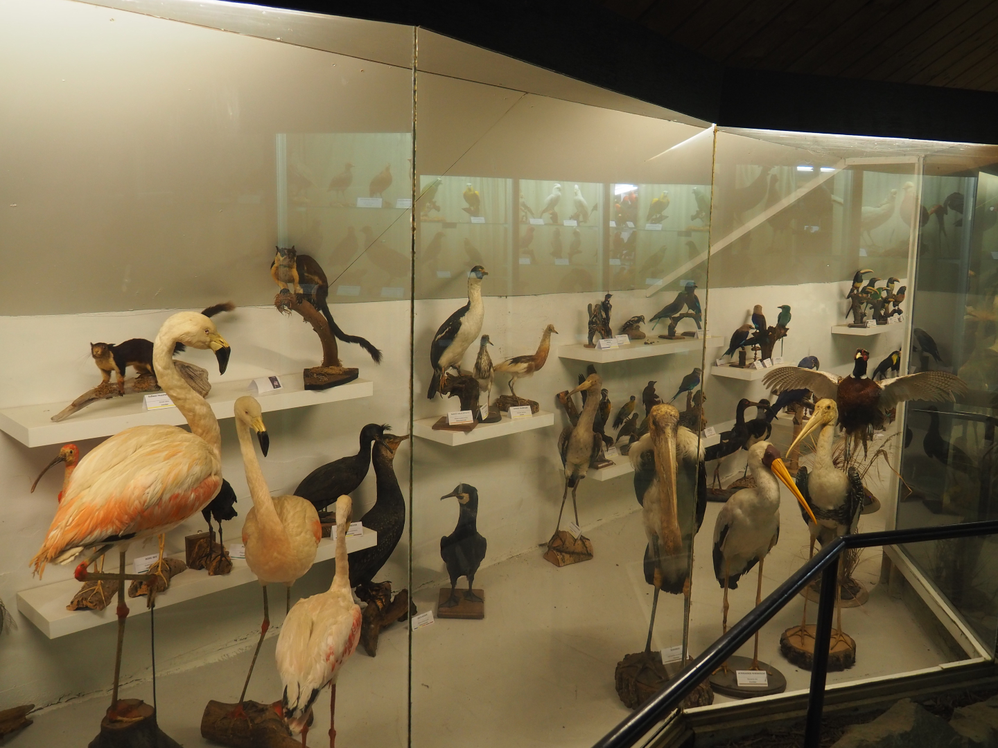 Bird Museum, 2019-06-01