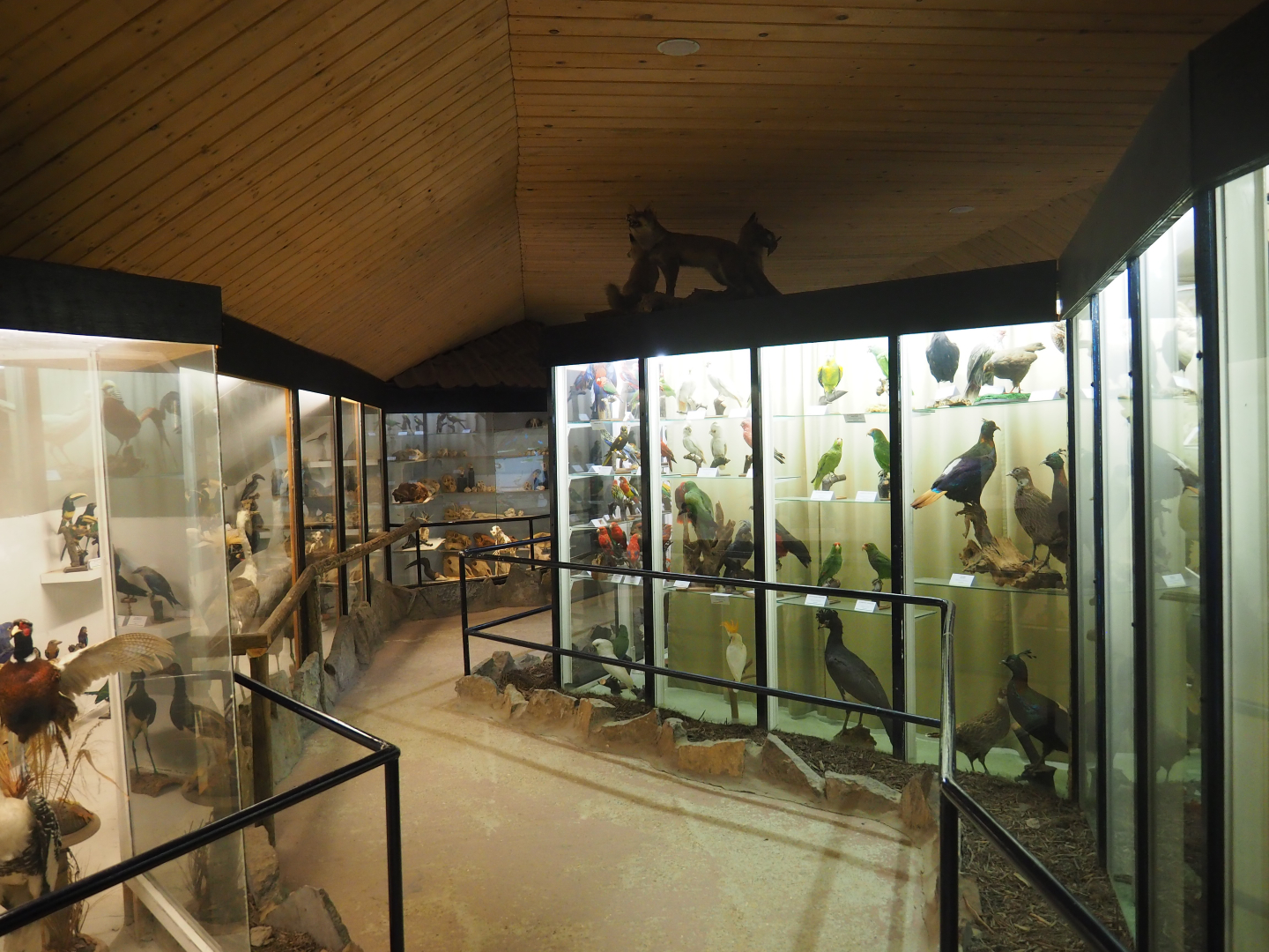 Bird Museum, 2019-06-01