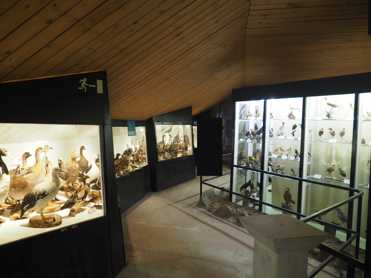 Bird Museum, 2019-08-04
