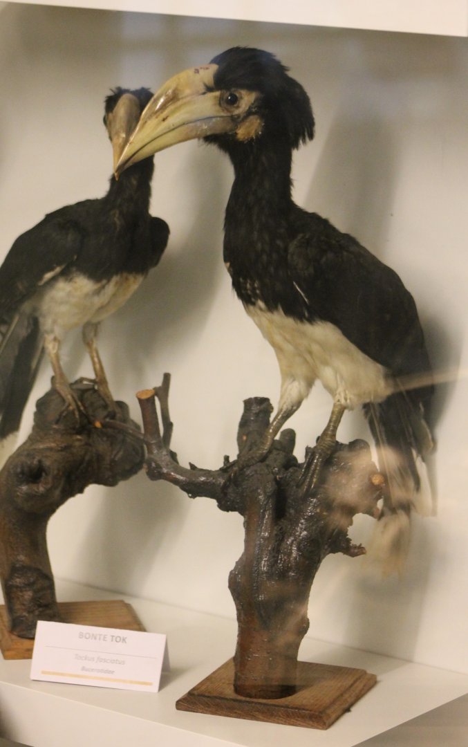Bird museum -  African Pied Hornbill