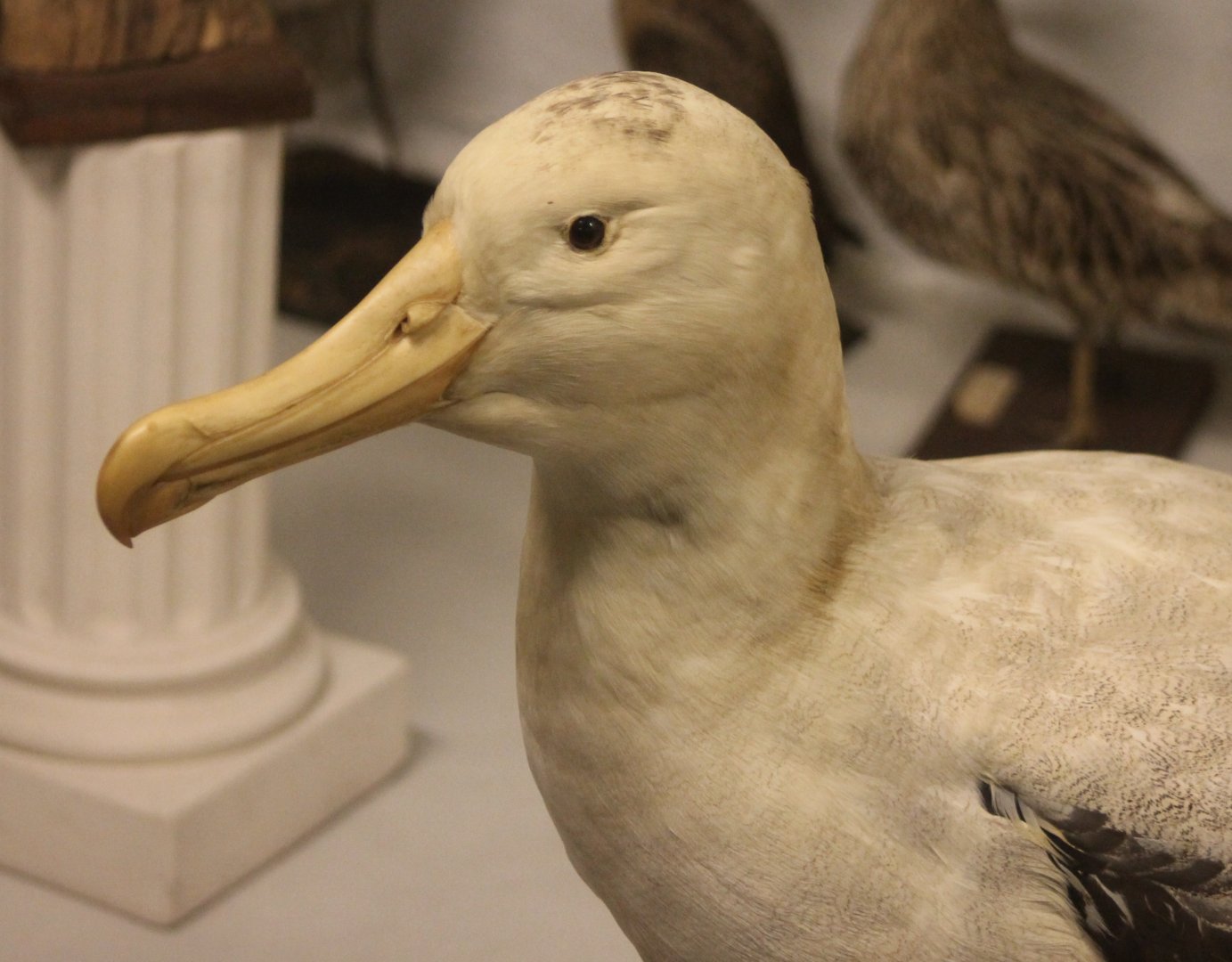 Bird Museum - Albatross