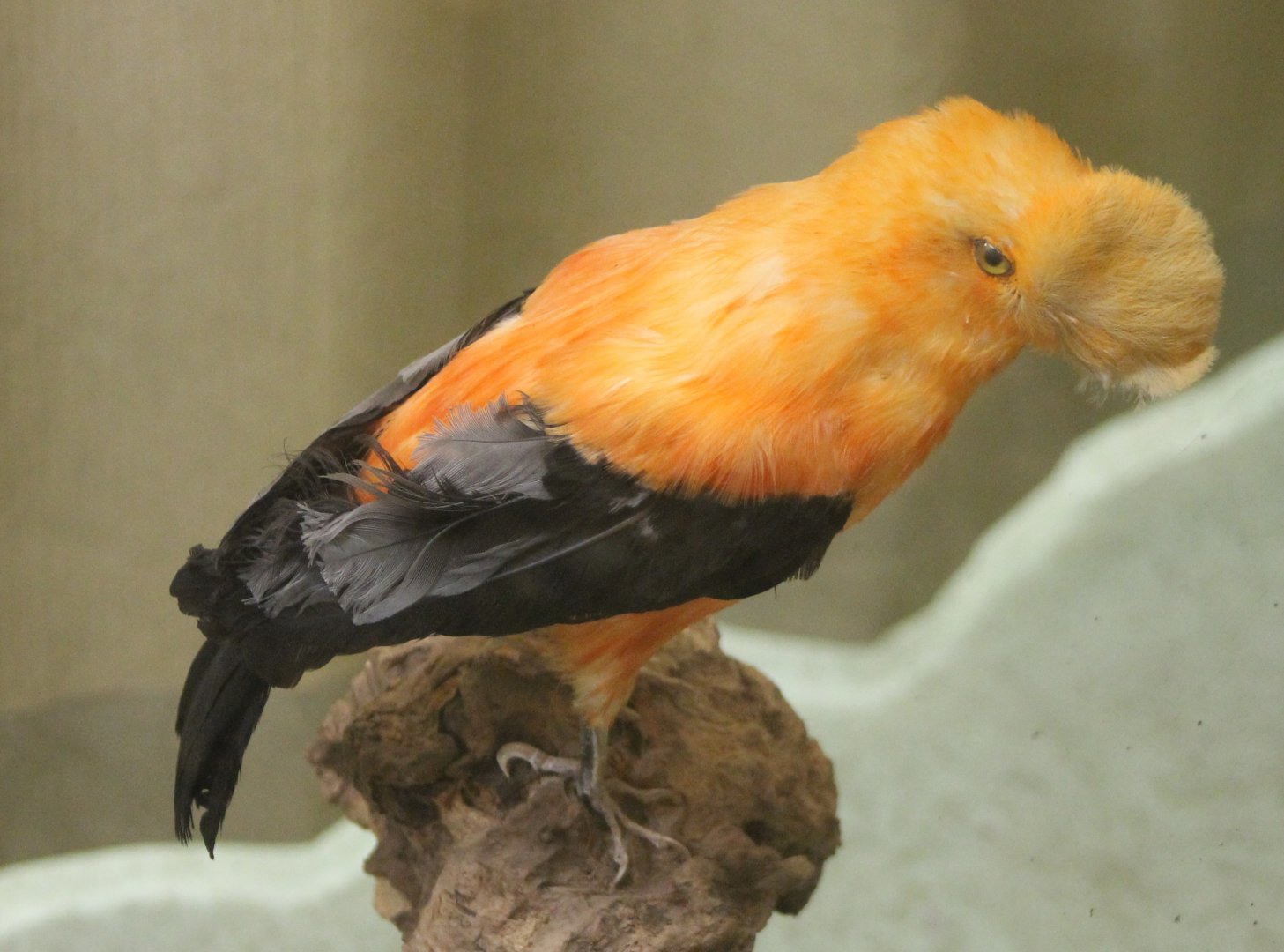 Bird-museum - Andean cock-of-the-rock