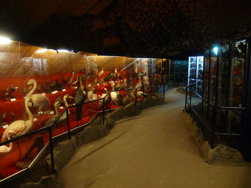 Bird Museum (April 19th, 2015)