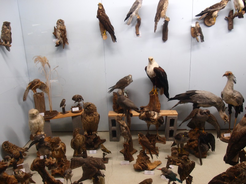 Bird Museum (April 19th, 2015)