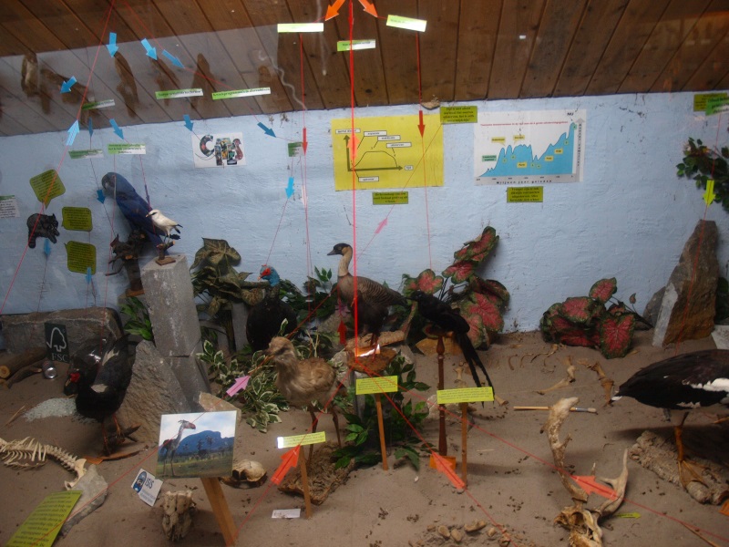 Bird Museum (April 19th, 2015)