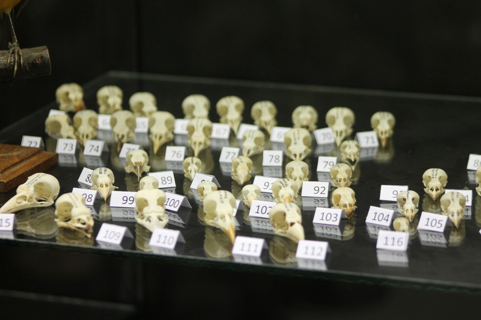 Bird-museum - bird-skulls